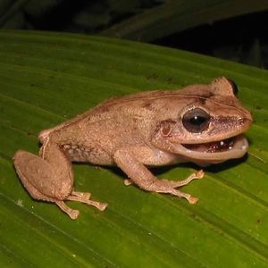 Meet your Posher, Arawak